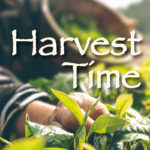 Harvest Time Square